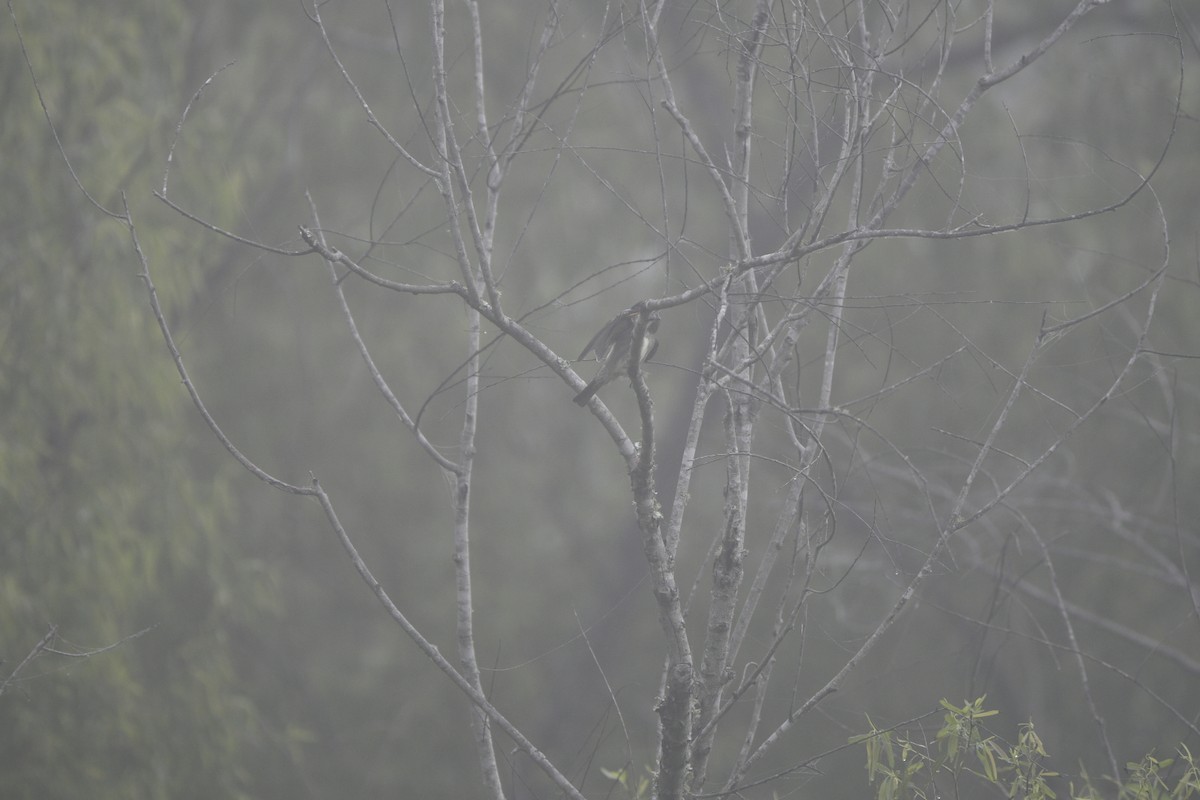 Olive-sided Flycatcher - ML619255030