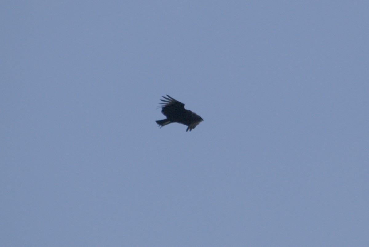 Black Vulture - ML619255053