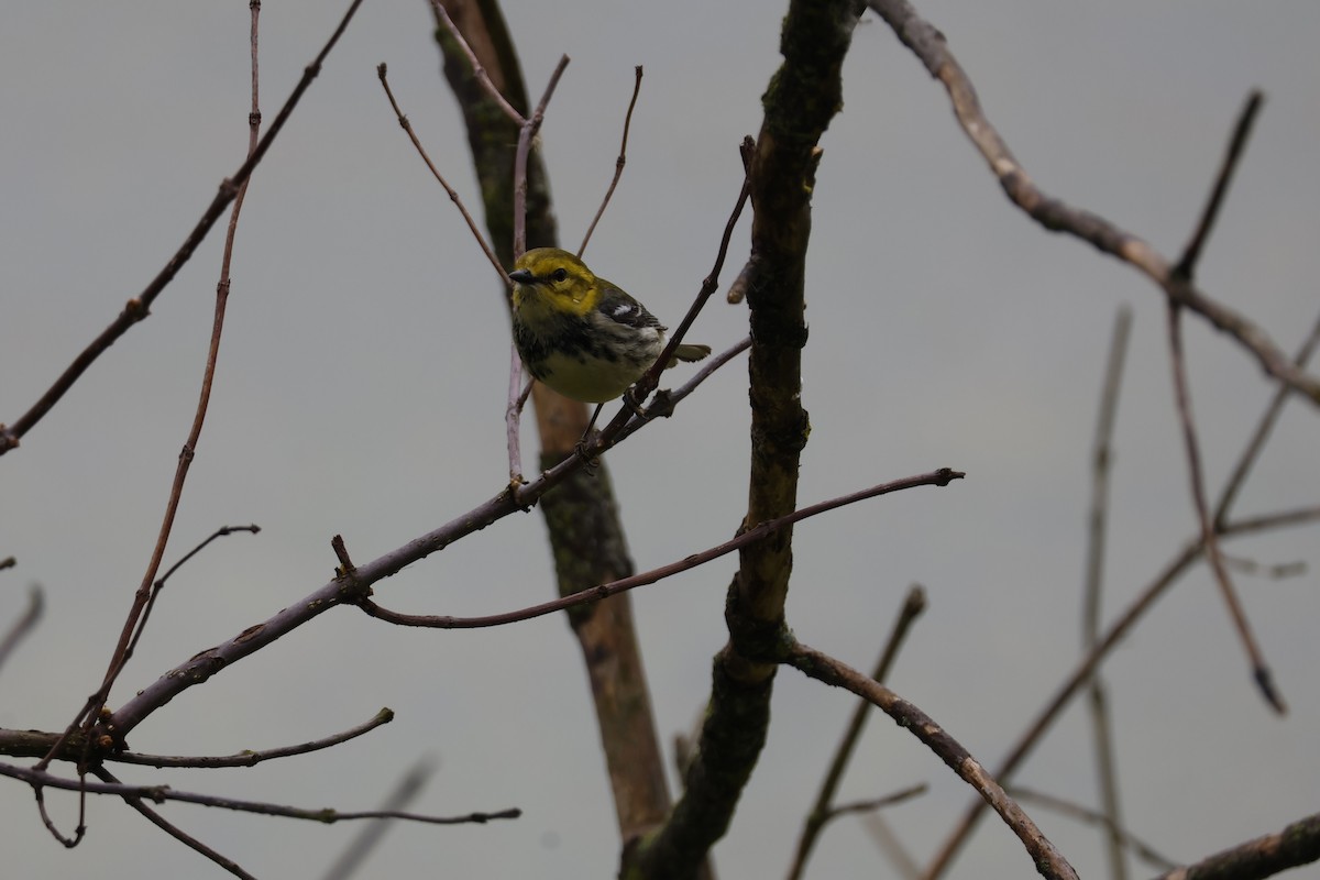 Black-throated Green Warbler - Mathieu Soetens