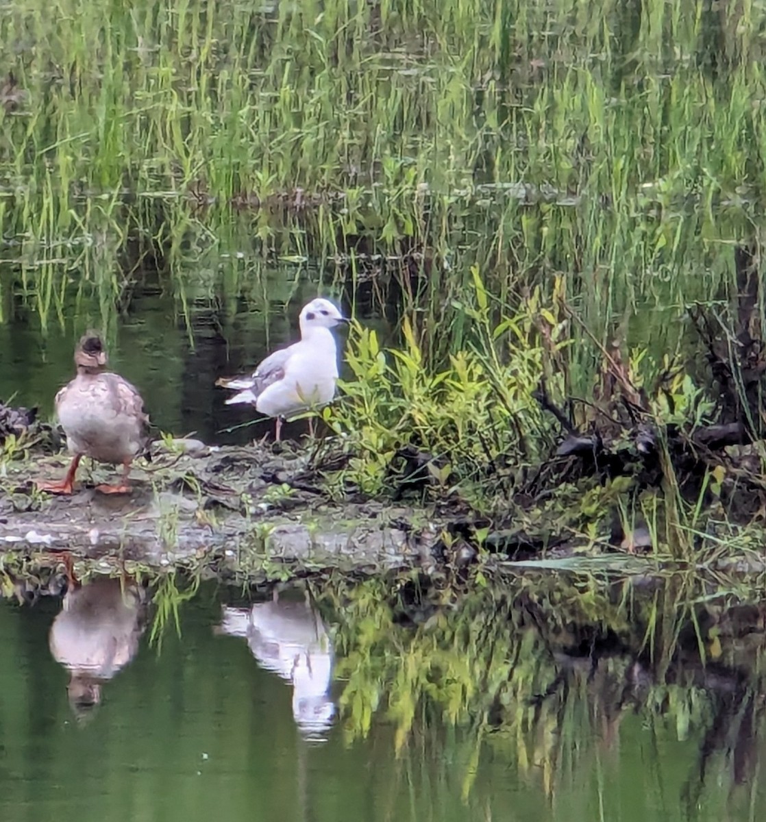 Mouette de Bonaparte - ML619255082