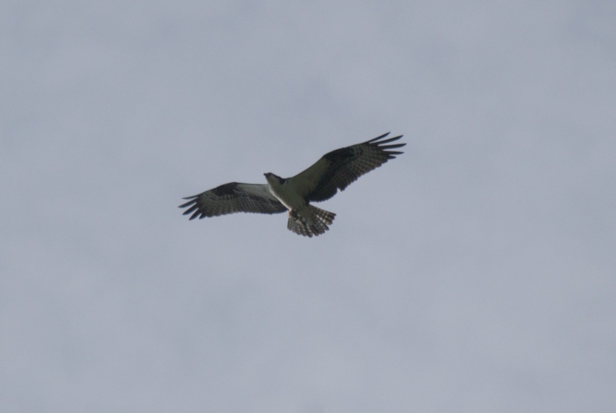 Balbuzard pêcheur - ML619255083