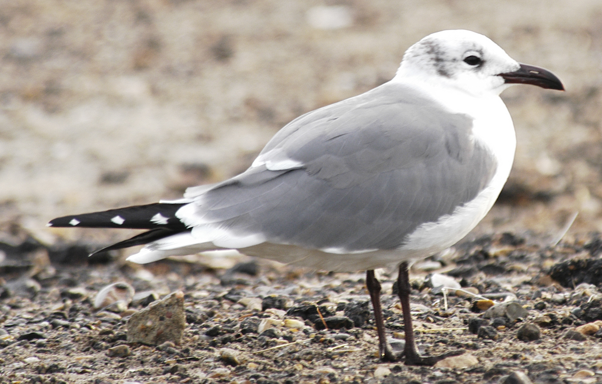 Laughing Gull - johnny powell