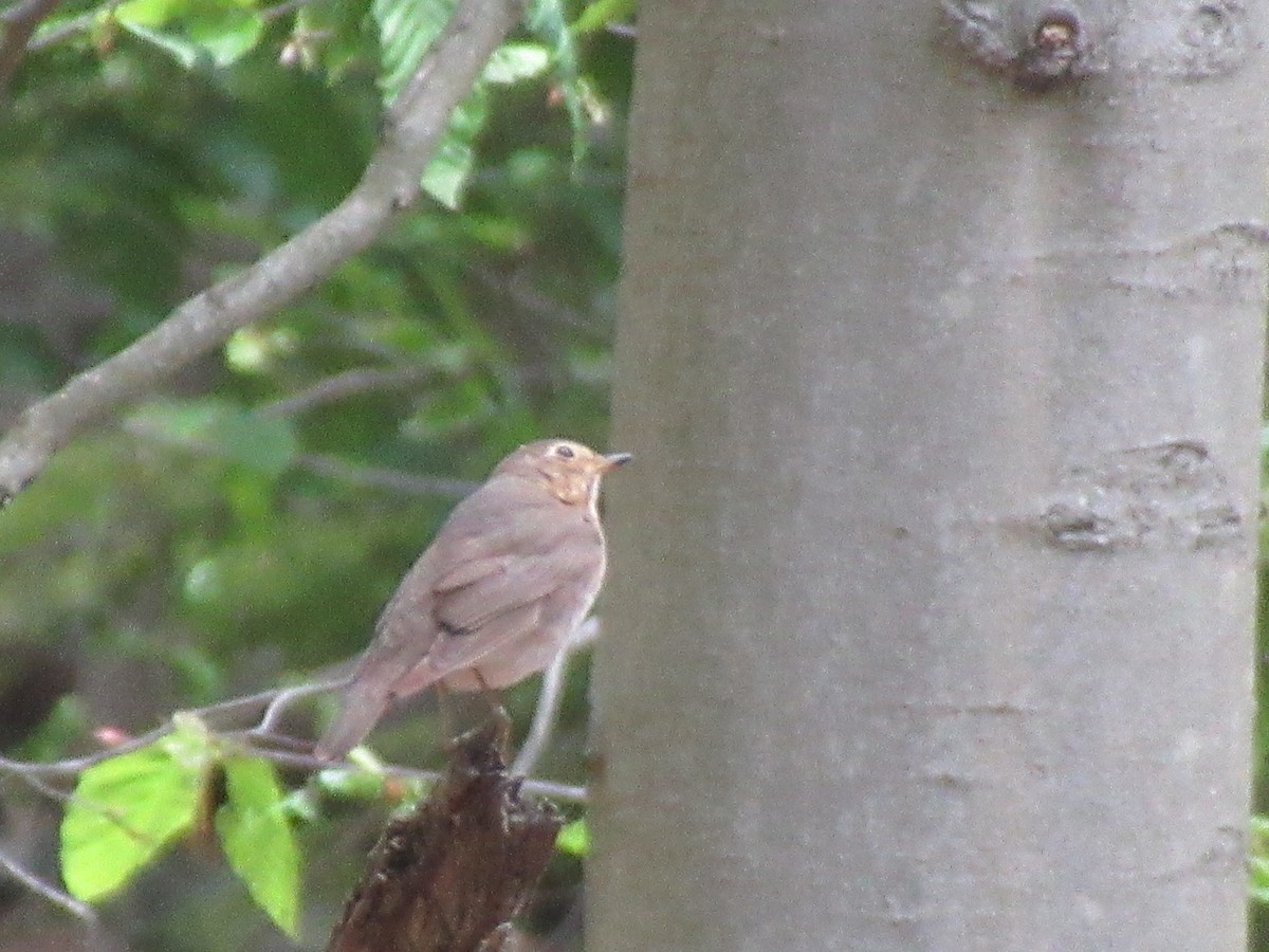 Swainson's Thrush - Barry Capella