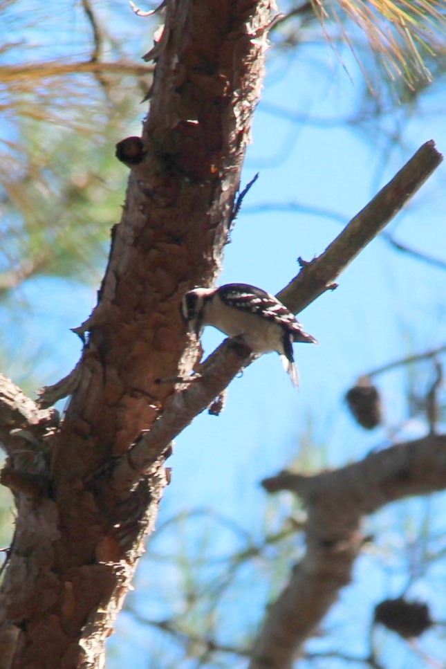 Downy Woodpecker - ML619255098