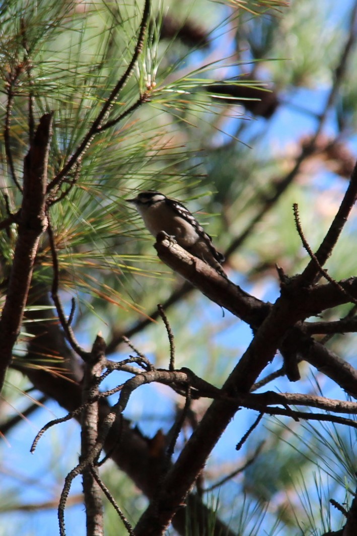 Downy Woodpecker - ML619255099