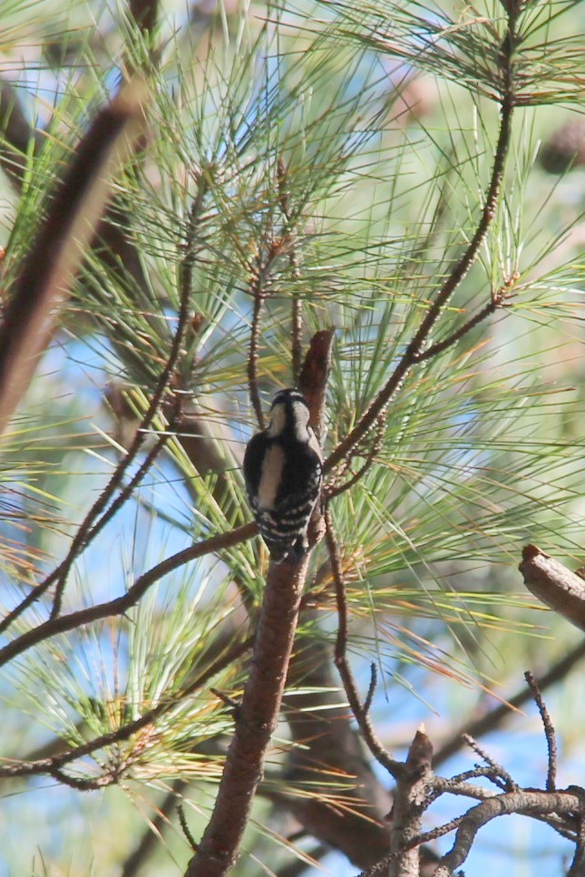 Downy Woodpecker - ML619255100