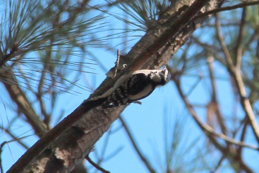 Downy Woodpecker - ML619255102