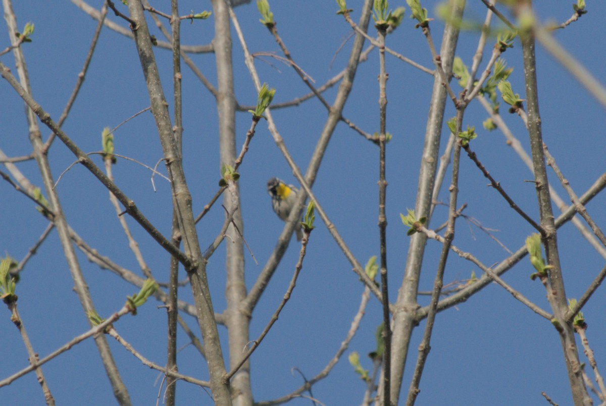 Paruline à gorge jaune - ML619255105