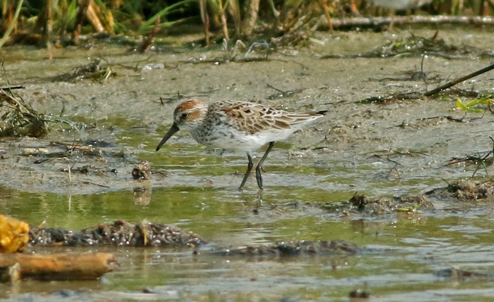 Western Sandpiper - ML61925511