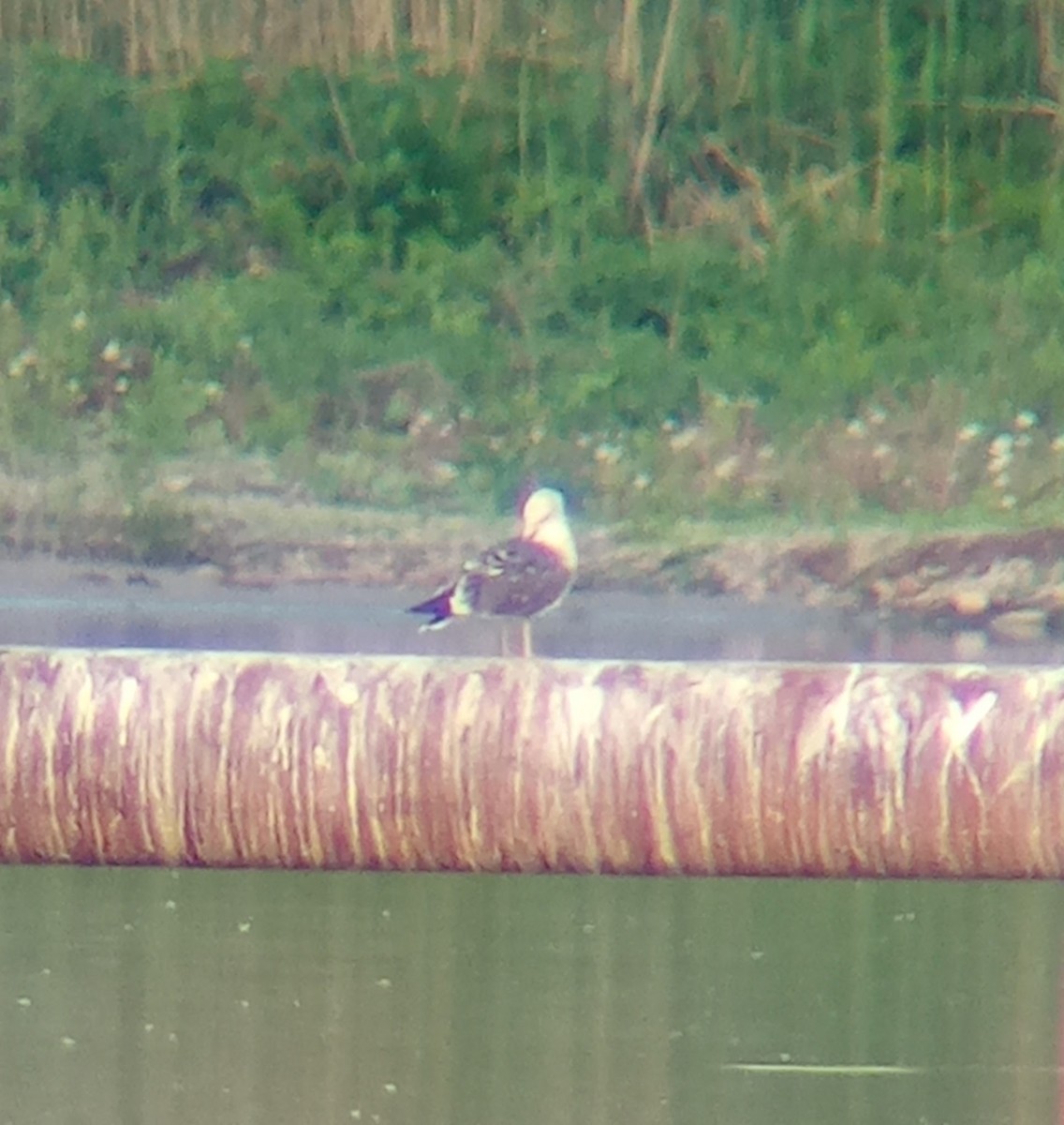 Lesser Black-backed Gull - ML619255110