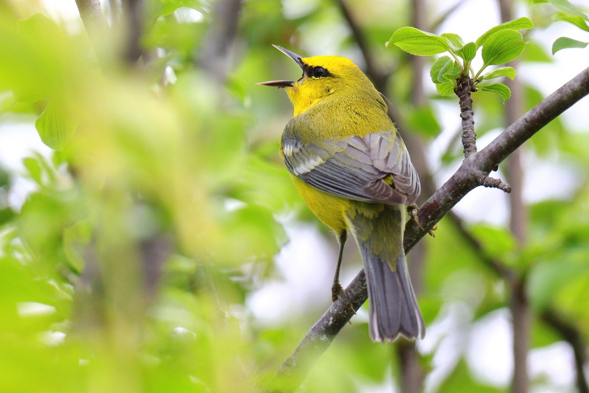 Blue-winged Warbler - Anonymous