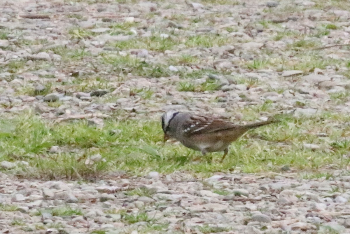 White-crowned Sparrow - Joe Gyekis