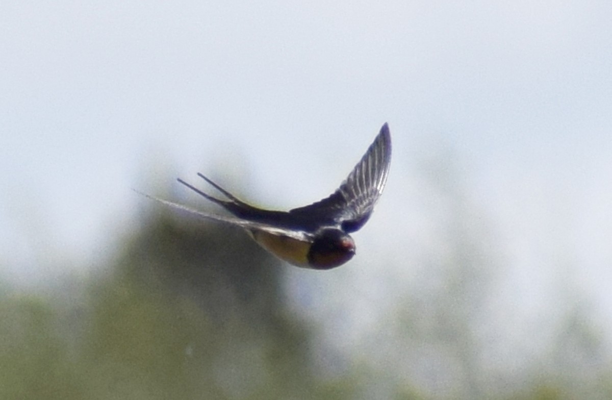 Barn Swallow - Richard Buist