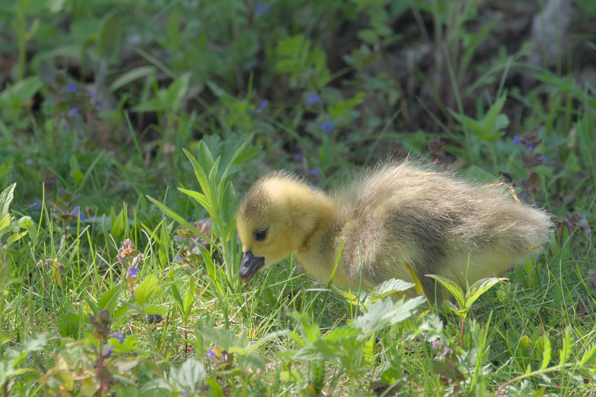 Canada Goose - ML619255143