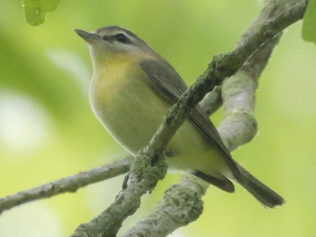 Philadelphia Vireo - Roger Horn