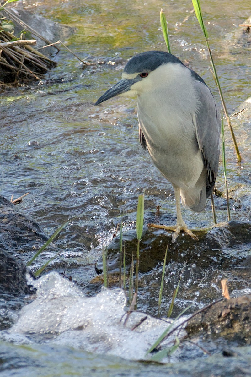 Black-crowned Night Heron - ML619255156