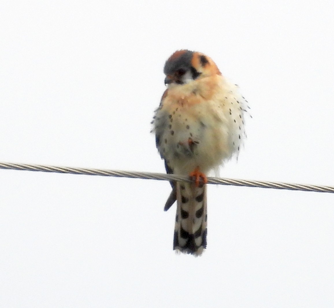 American Kestrel - Richard Buist