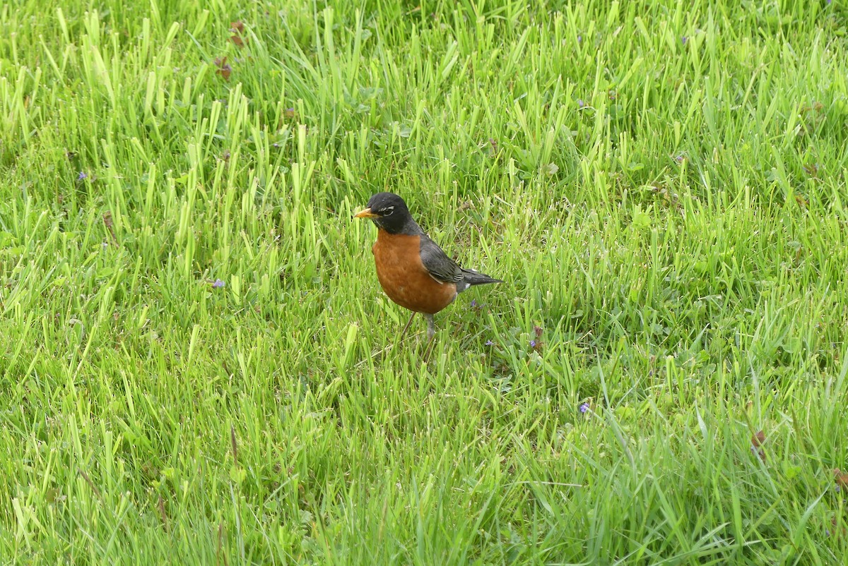 American Robin - ML619255170