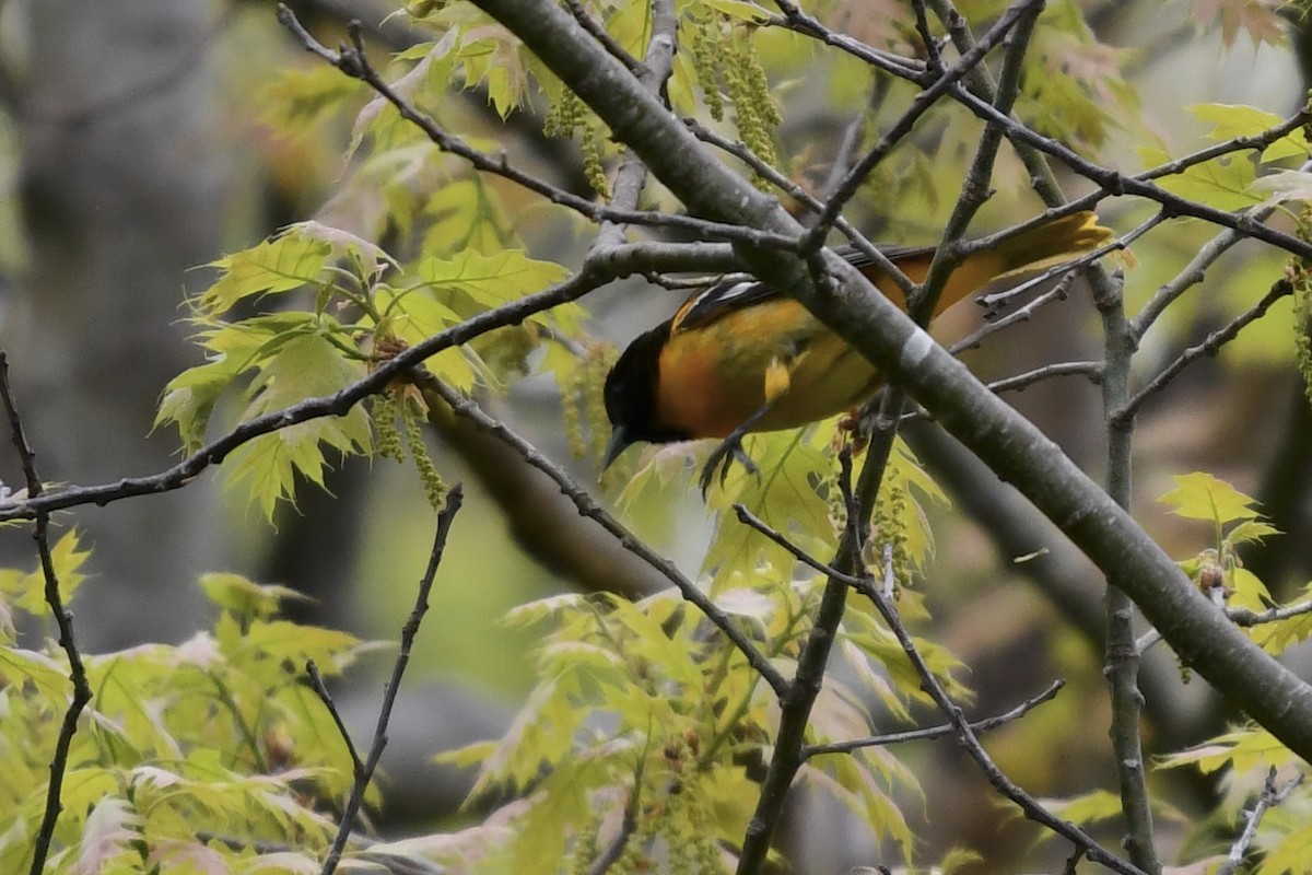 Baltimore Oriole - Susan Holmes