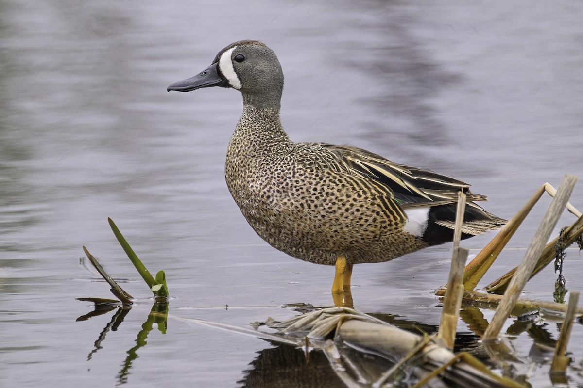 Blue-winged Teal - Vicki St Germaine