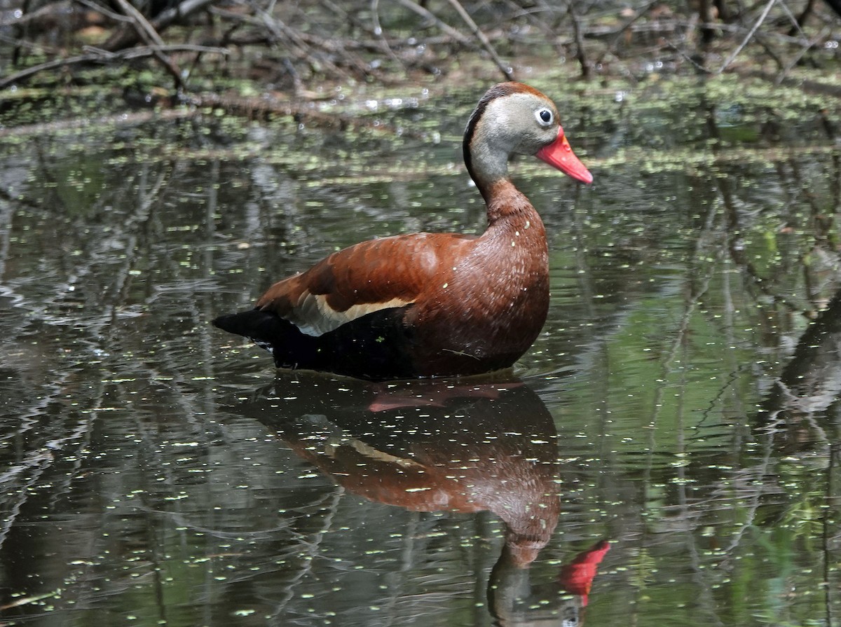 Black-bellied Whistling-Duck - Sheridan Coffey