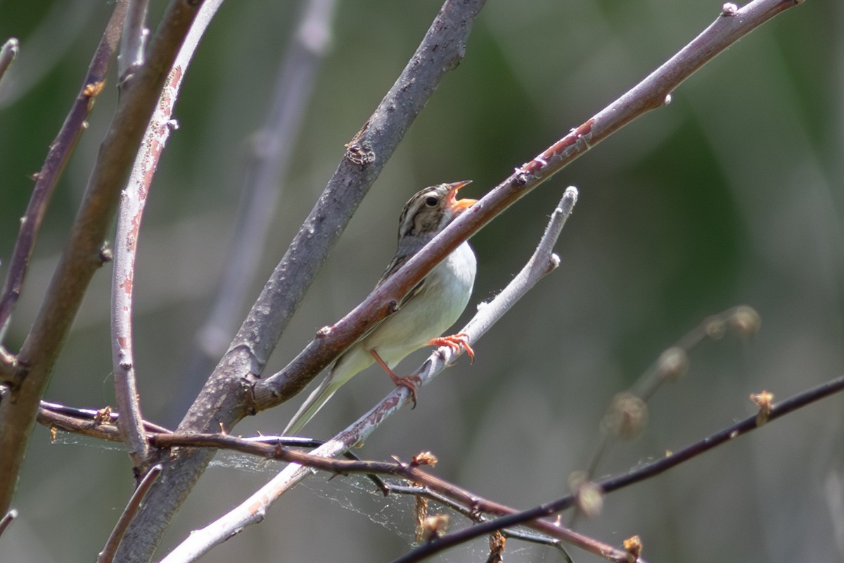 Clay-colored Sparrow - ML619255201