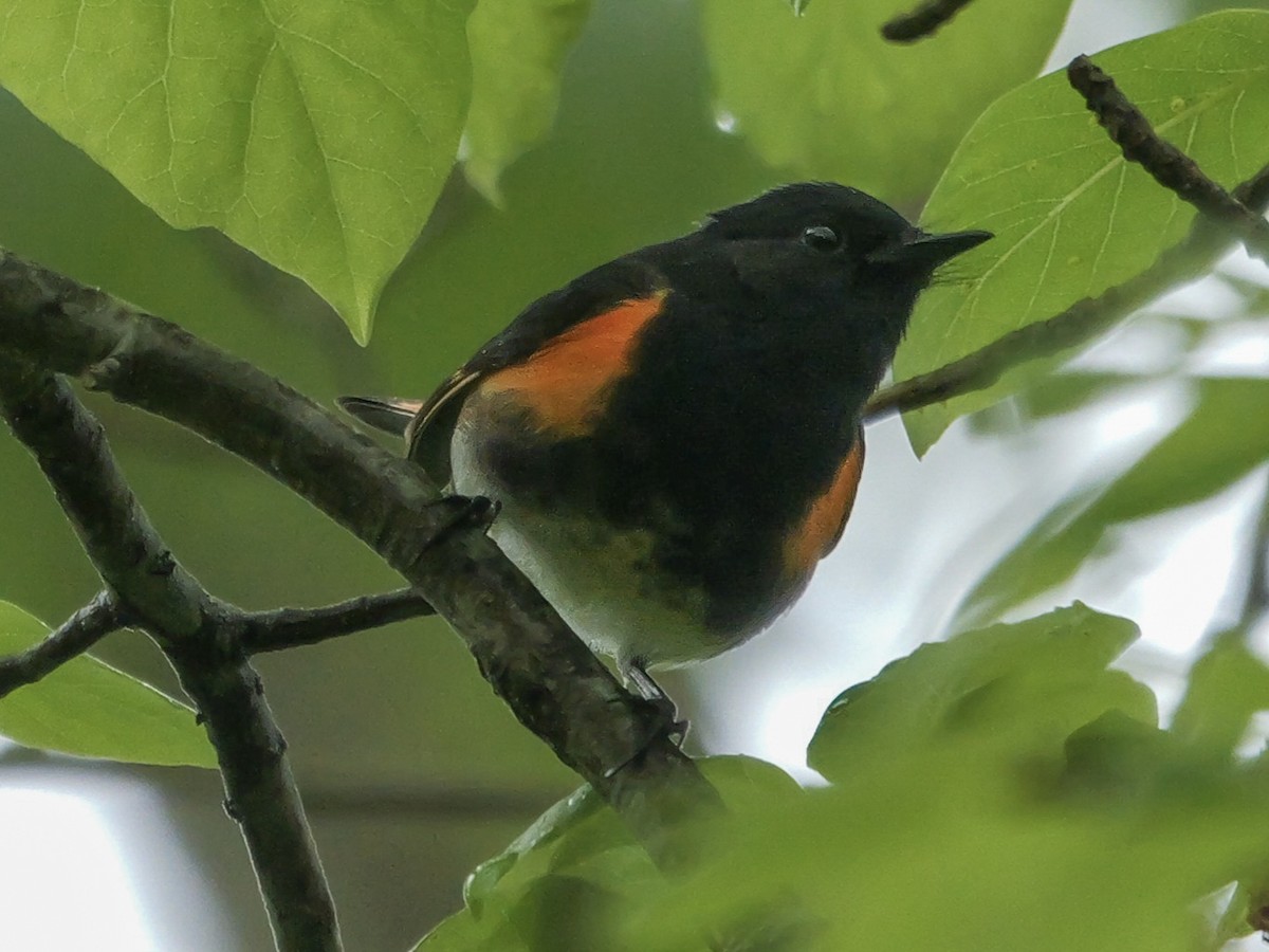 American Redstart - Roger Horn