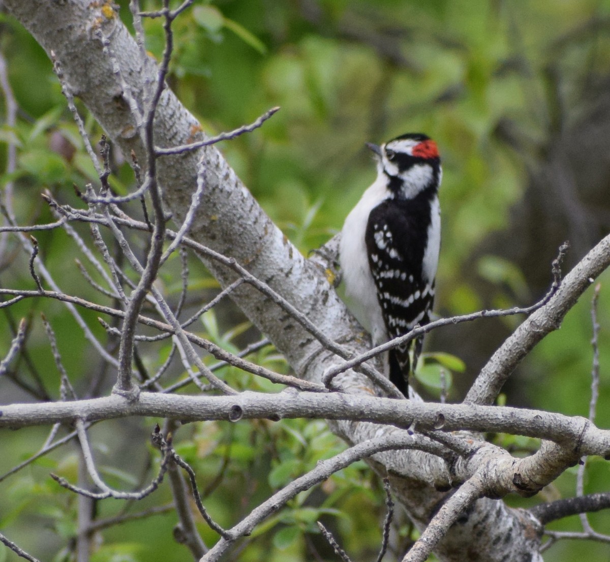 Downy Woodpecker - Richard Buist