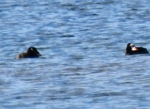 White-winged Scoter - Kim  Selbee