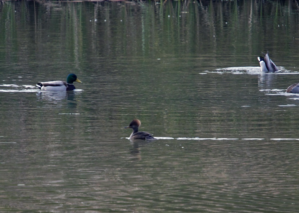 Hooded Merganser - ML619255245