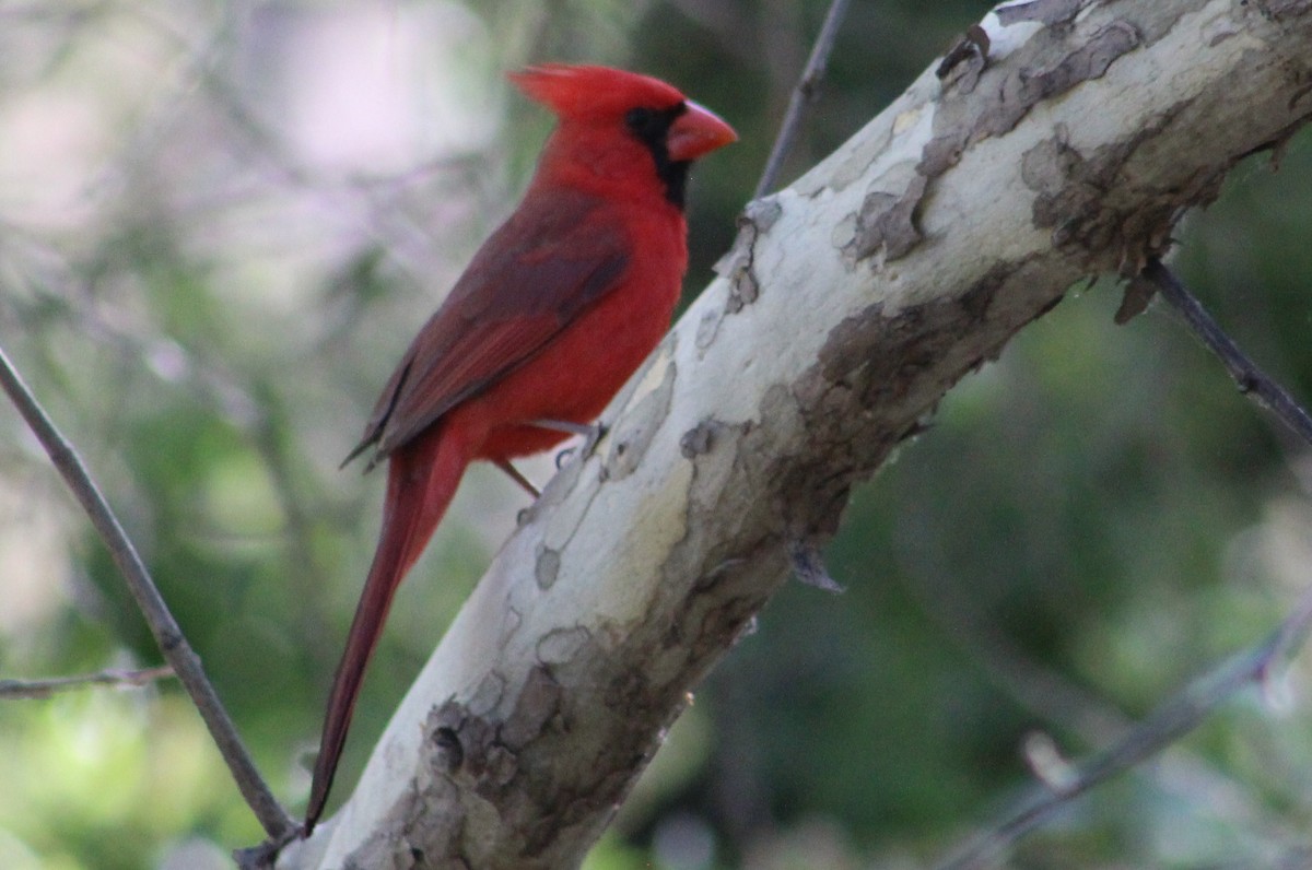 Cardinal rouge - ML619255247