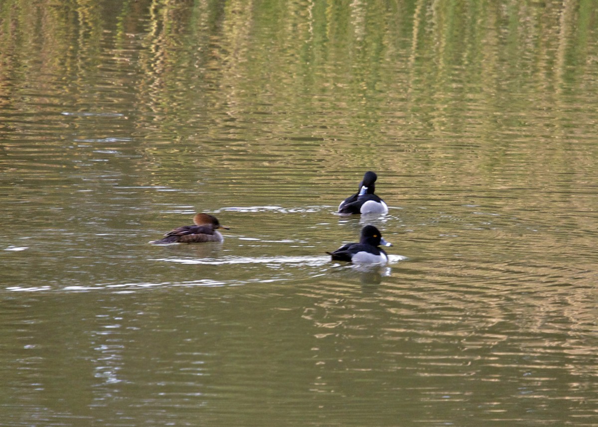 Hooded Merganser - ML619255249