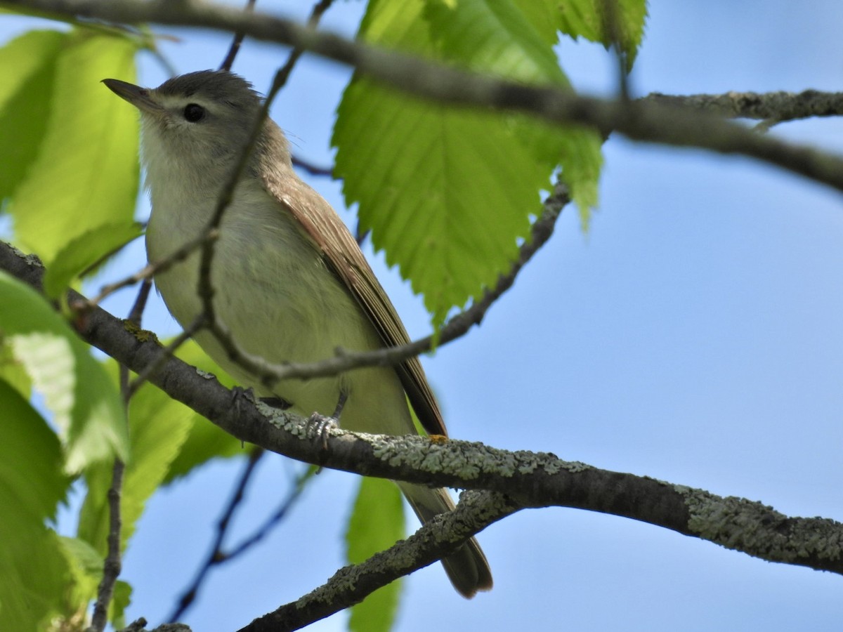 Warbling Vireo - Deb Diane