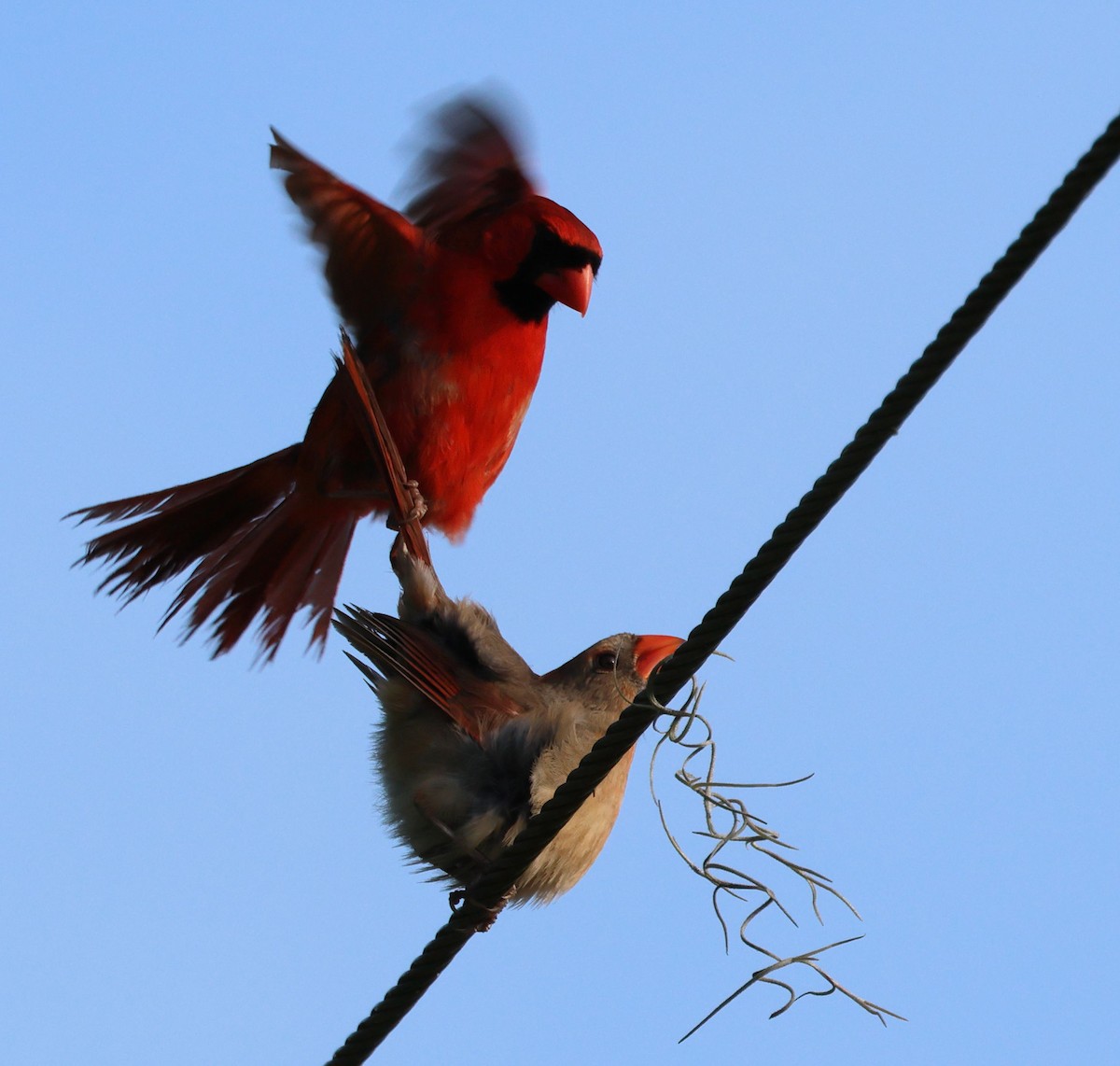 Cardinal rouge - ML619255278