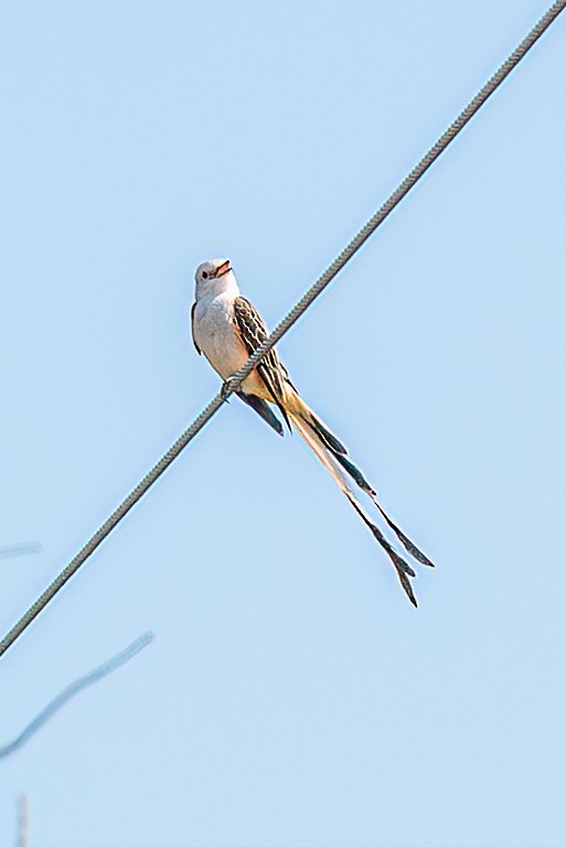 Scissor-tailed Flycatcher - L Gleaves