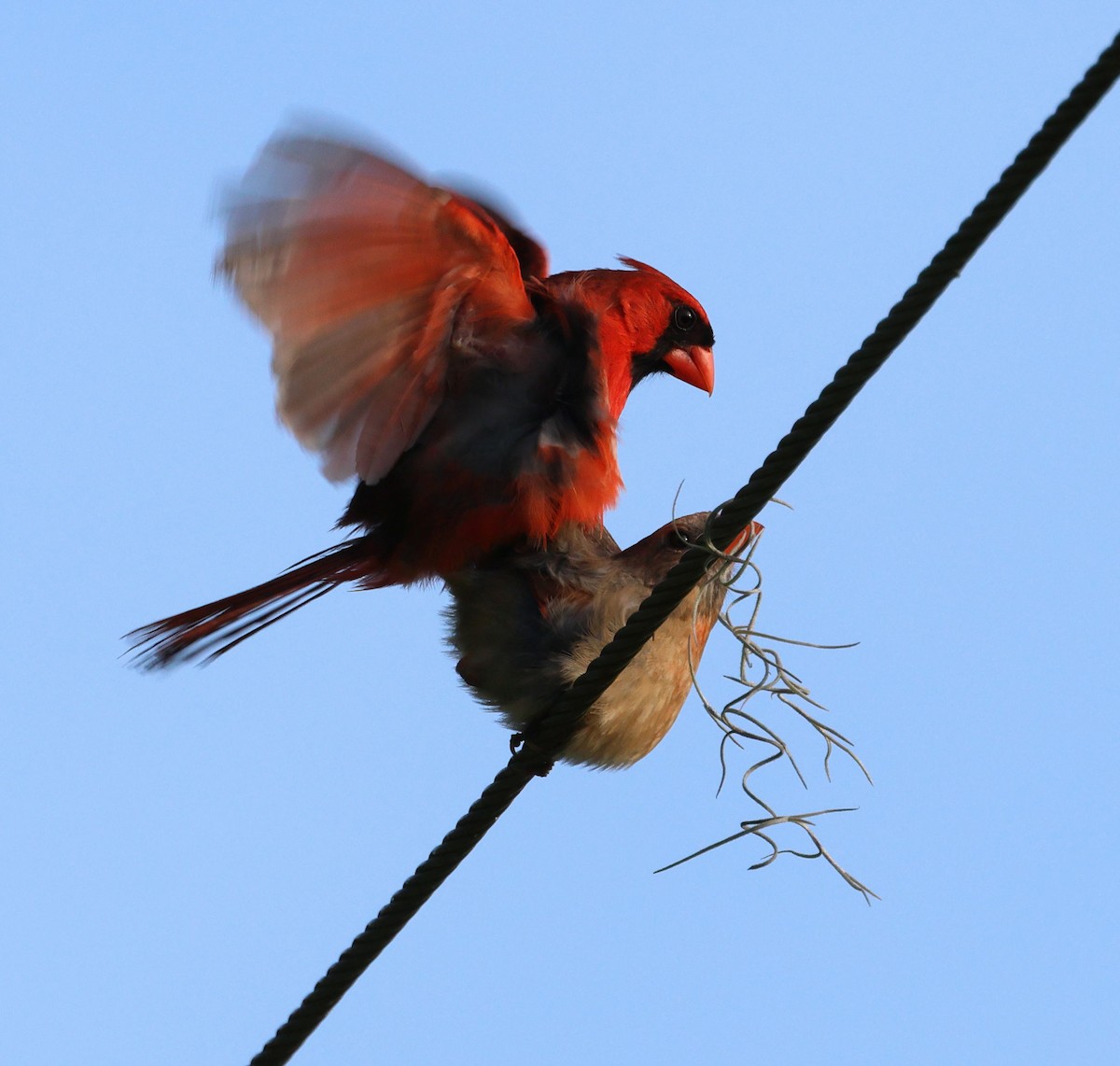 Cardinal rouge - ML619255280