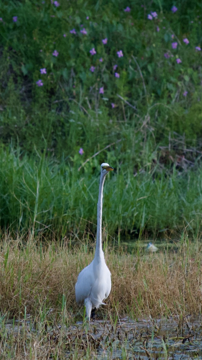 Great Egret (American) - Anonymous