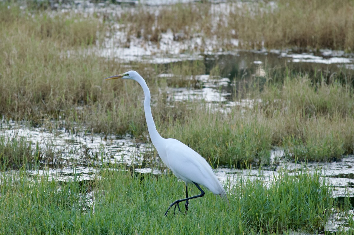 Great Egret (American) - Anonymous