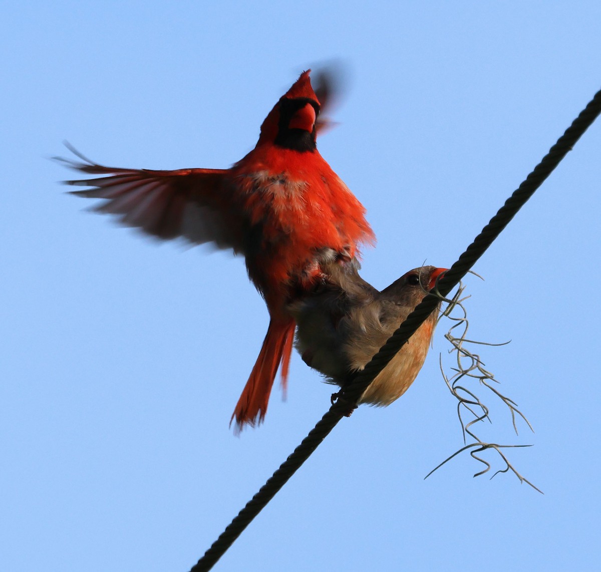 Cardinal rouge - ML619255286