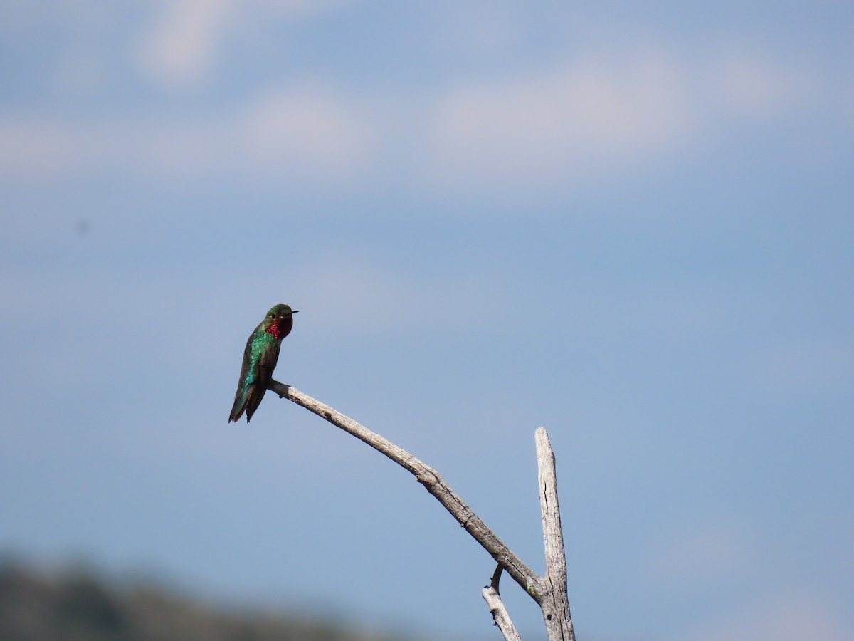 Colibrí Coliancho - ML619255288