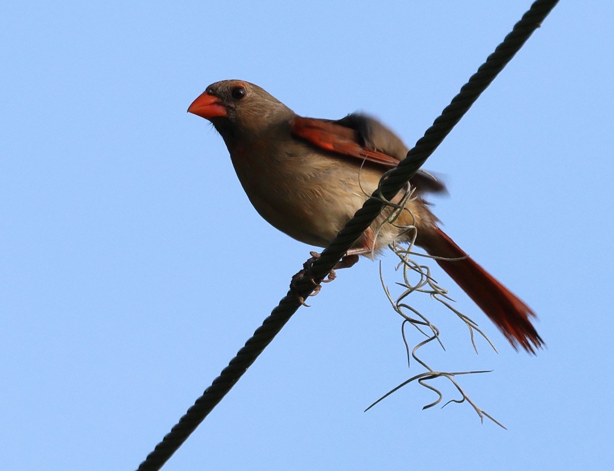 Cardinal rouge - ML619255293