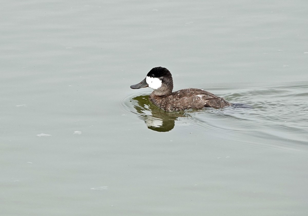 Ruddy Duck - ML619255300