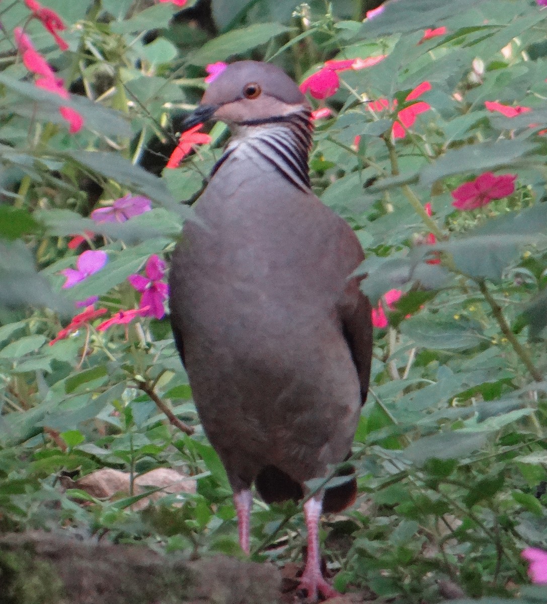 White-throated Quail-Dove - ML61925531