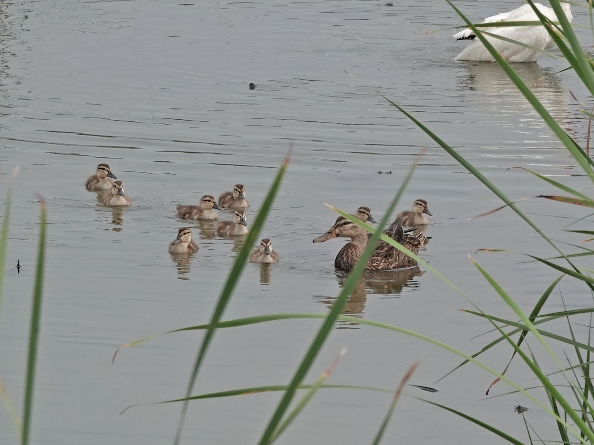 Mottled Duck - ML619255310