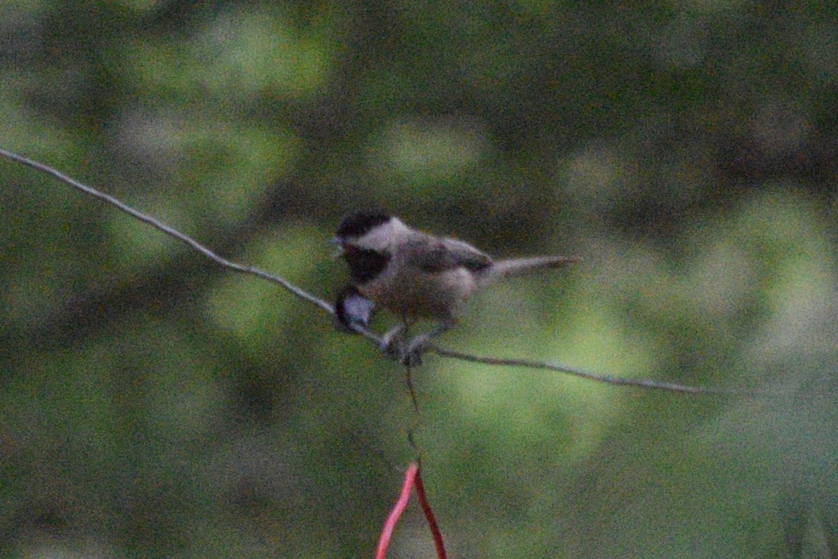 Carolina Chickadee - ML619255321