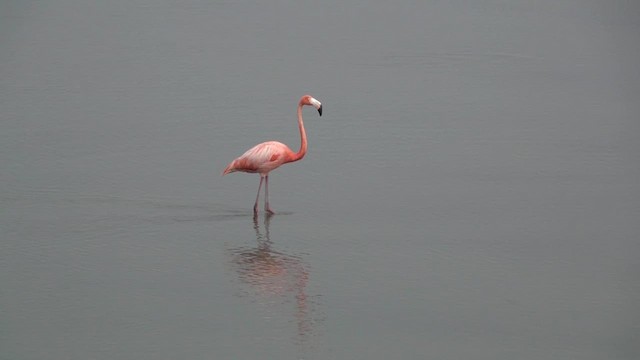 Flamant des Caraïbes - ML619255322