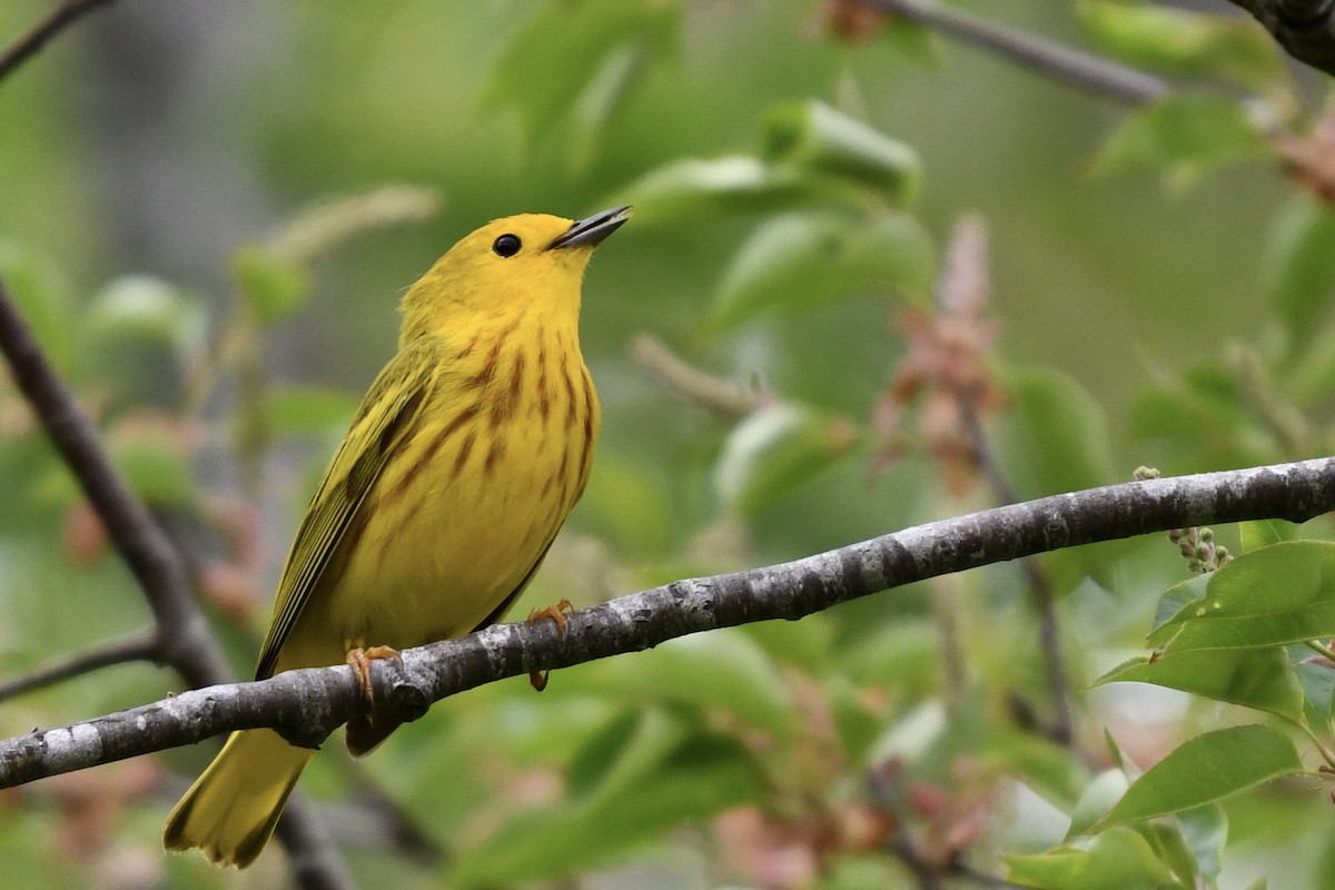 Yellow Warbler - Susan Holmes