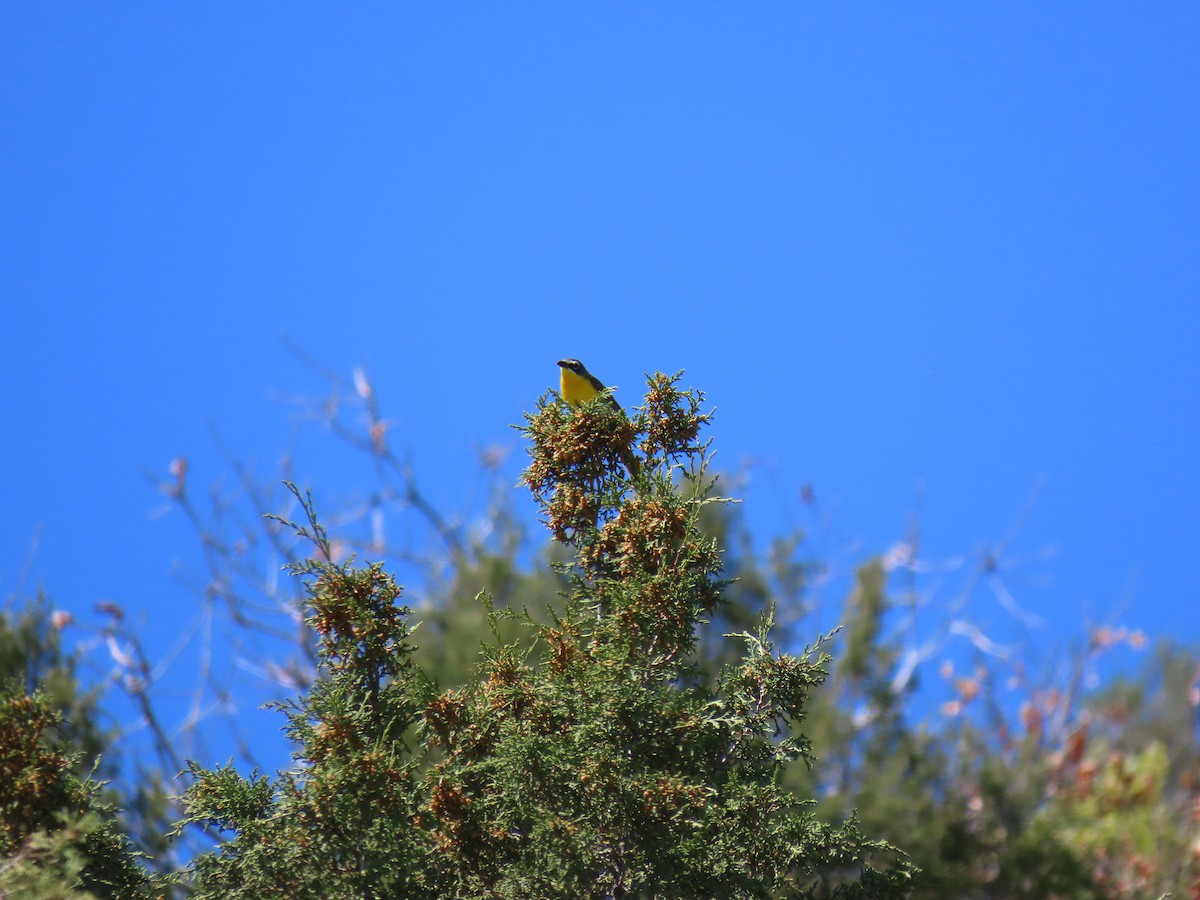 Yellow-breasted Chat - ML619255335