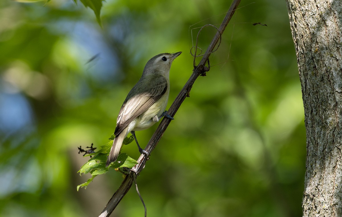 Warbling Vireo - Lonny Garris