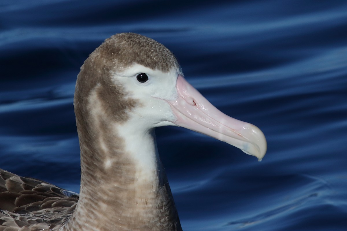 Albatros de las Antípodas (gibsoni) - ML619255367